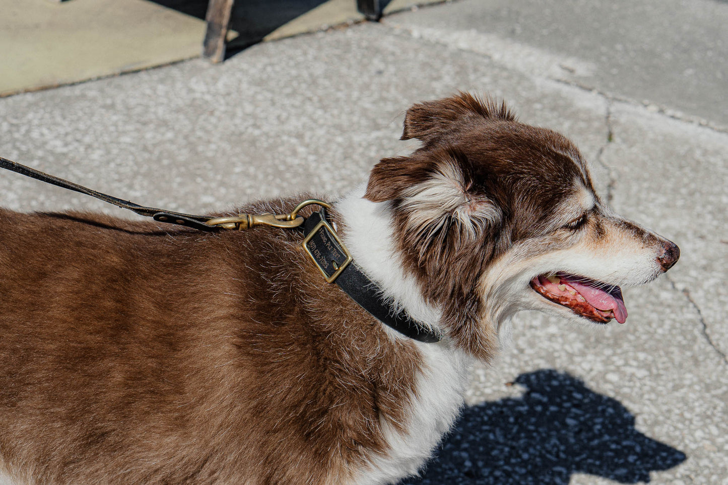 Best FFFriend AirTag Collar