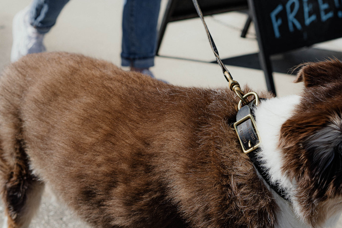 Best FFFriend AirTag Collar