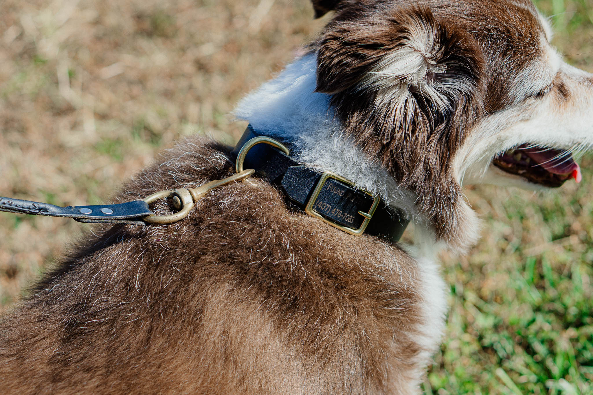 Top 3 outlet coolest dog collars